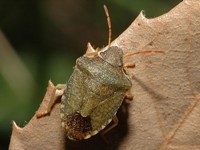 HETEROPTERA: CHIAVI DICOTOMICHE